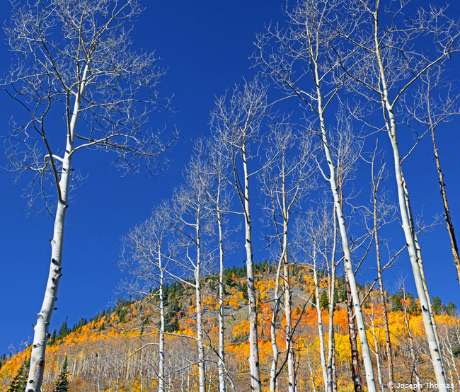 Copper Creek Aspen Joseph Thomas
